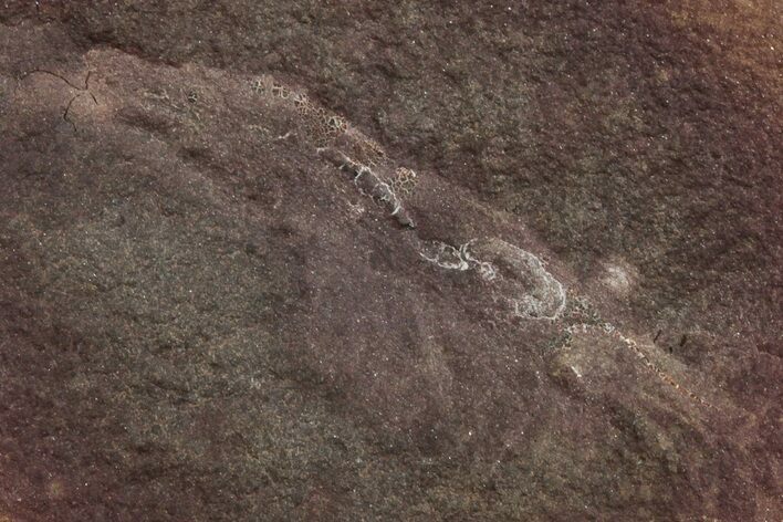 Fossil Shrimp (Peachocaris) Nodule Pos/Neg - Illinois #262951
